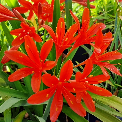 Cyrtanthus Elatus x montanus