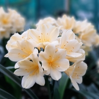 Utopia Clivias Nursery