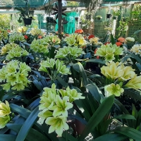 Utopia Clivias Nursery