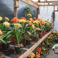 The Pollination house