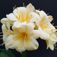 Compact yellow group 1