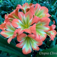 Utopia Clivias