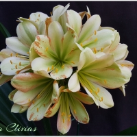 Utopia Clivias