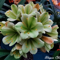 Utopia Clivias