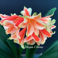 Utopia Clivias