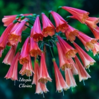 Utopia Clivias