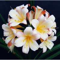 Utopia Clivias
