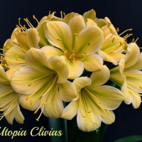 Utopia Clivias