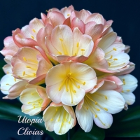 Utopia Clivias