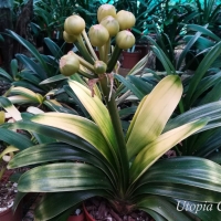 Utopia Clivias