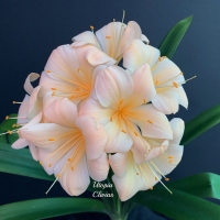 Pink and Peach group 1