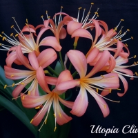 Utopia Clivias
