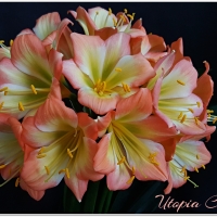Utopia Clivias
