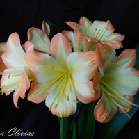 Utopia Clivias