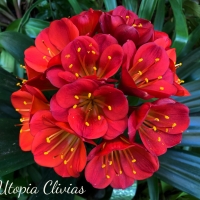 Utopia Clivias