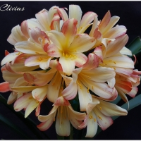 Utopia Clivias