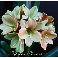 Star Green breeding