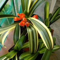 Variegated and broad leaf