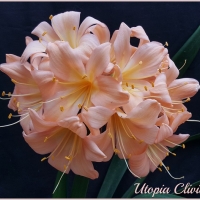 Utopia Clivias