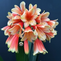 Utopia Clivias