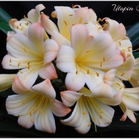 Utopia Clivias